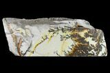 Slab of Dendrites On Limestone - Utah #133269-2